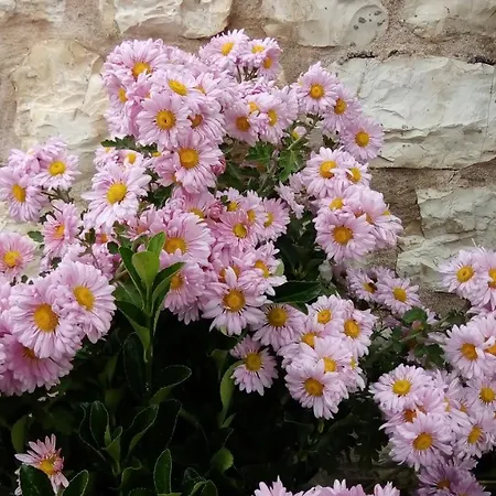 Mountain ηouse In Arcadia Chalet