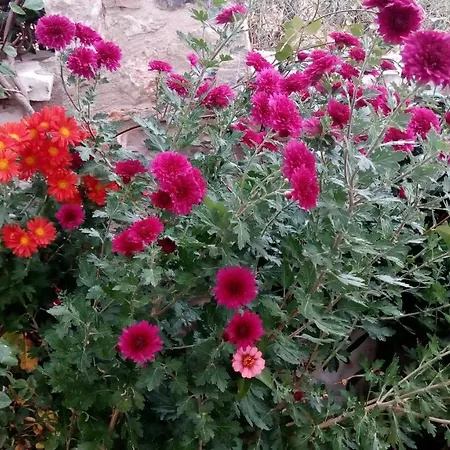 Mountain ηouse In Arcadia * Βυτίνα