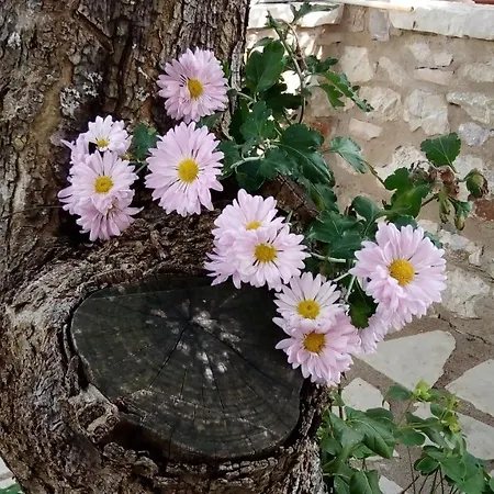 Mountain ηouse In Arcadia