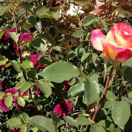 Mountain ηouse In Arcadia Σαλέ Βυτίνα